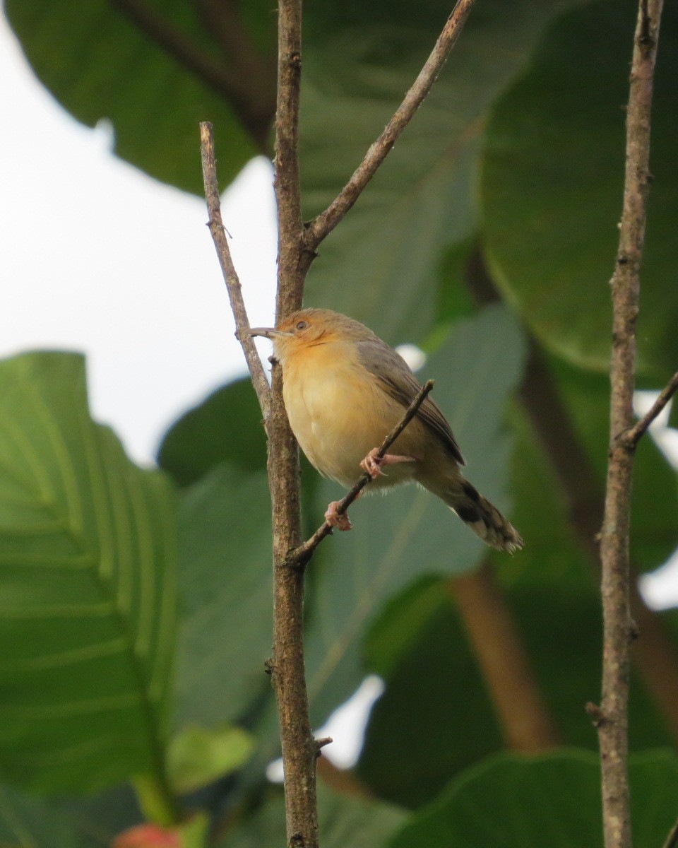 Red-faced Cisticola - ML643050947