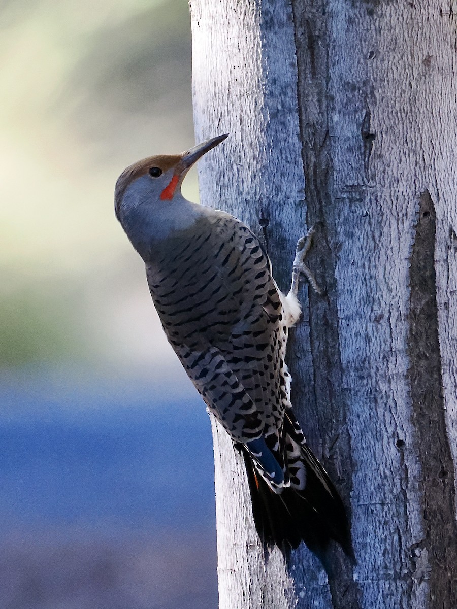 Northern Flicker - ML643050968