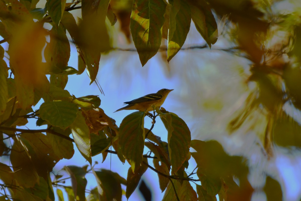 kastanjeparula - ML643050972