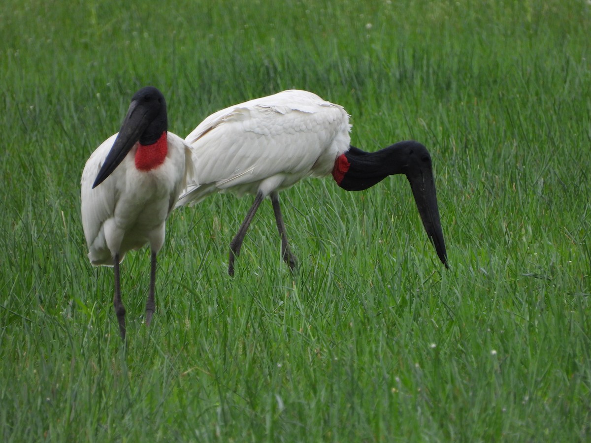 jabirustork - ML643050973