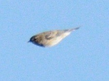 Bay-breasted/Blackpoll Warbler - ML643050976