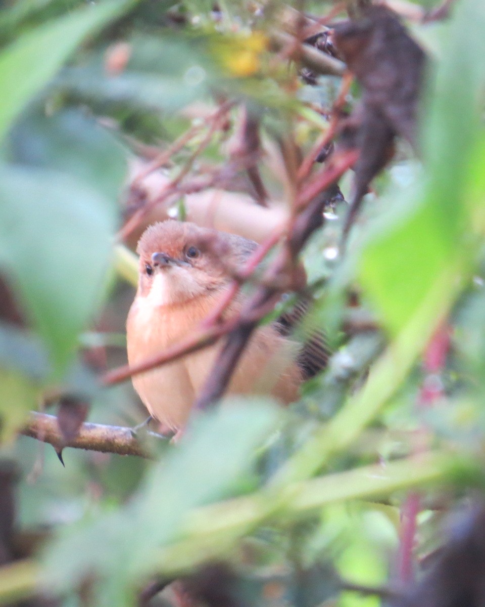 Red-faced Cisticola - ML643050979