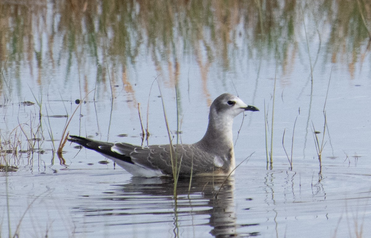 Sabine's Gull - ML643050998