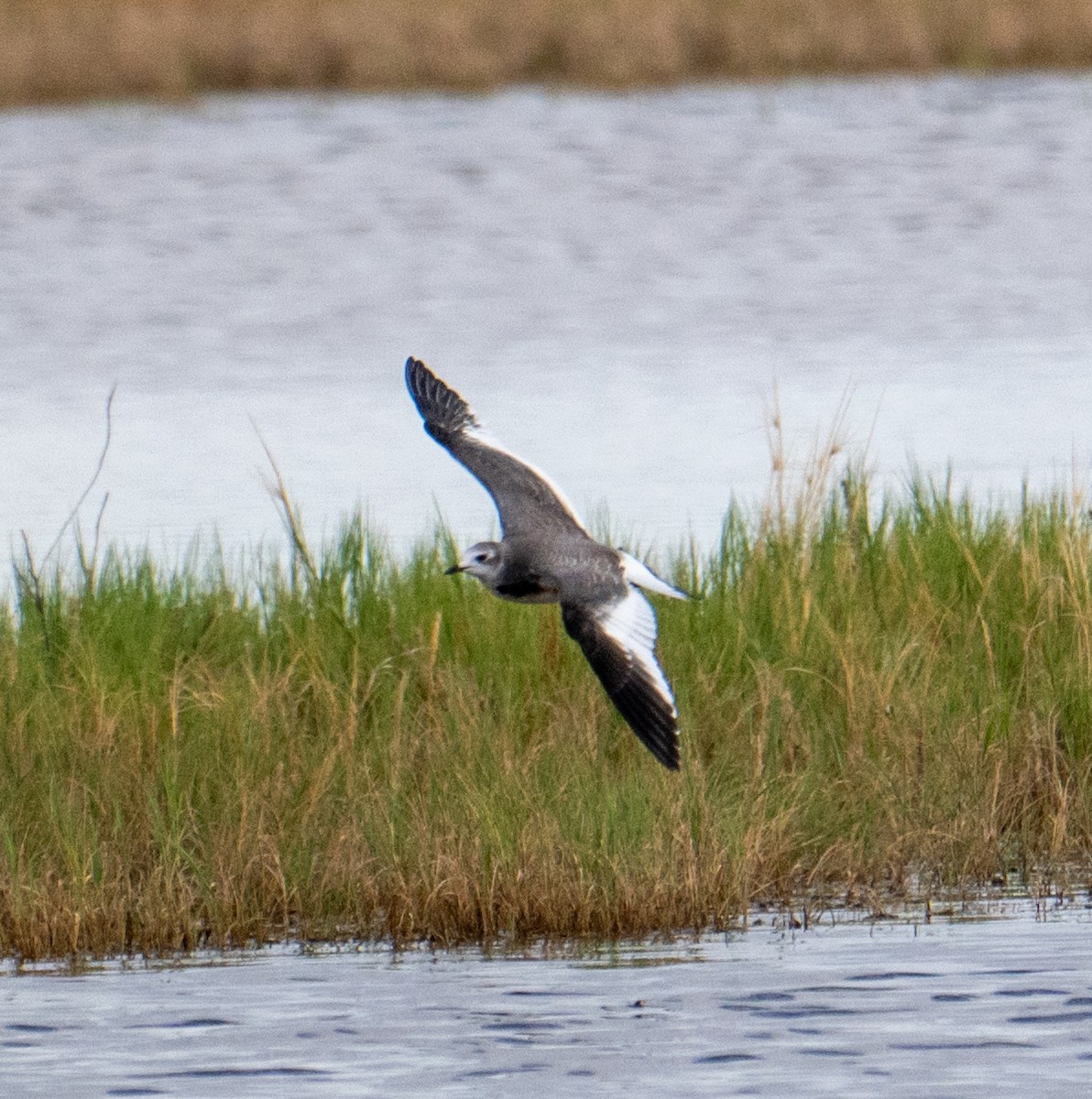 Sabine's Gull - ML643050999