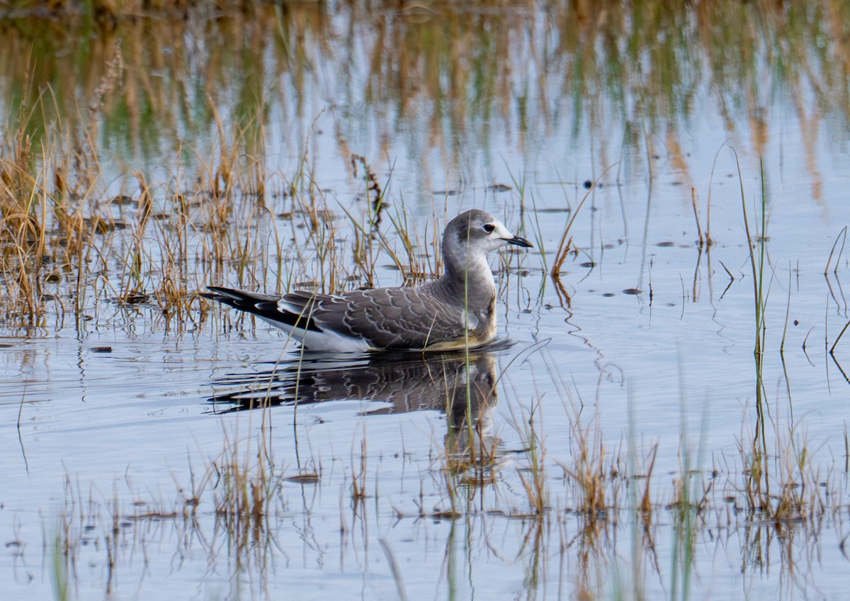 Sabine's Gull - ML643051000
