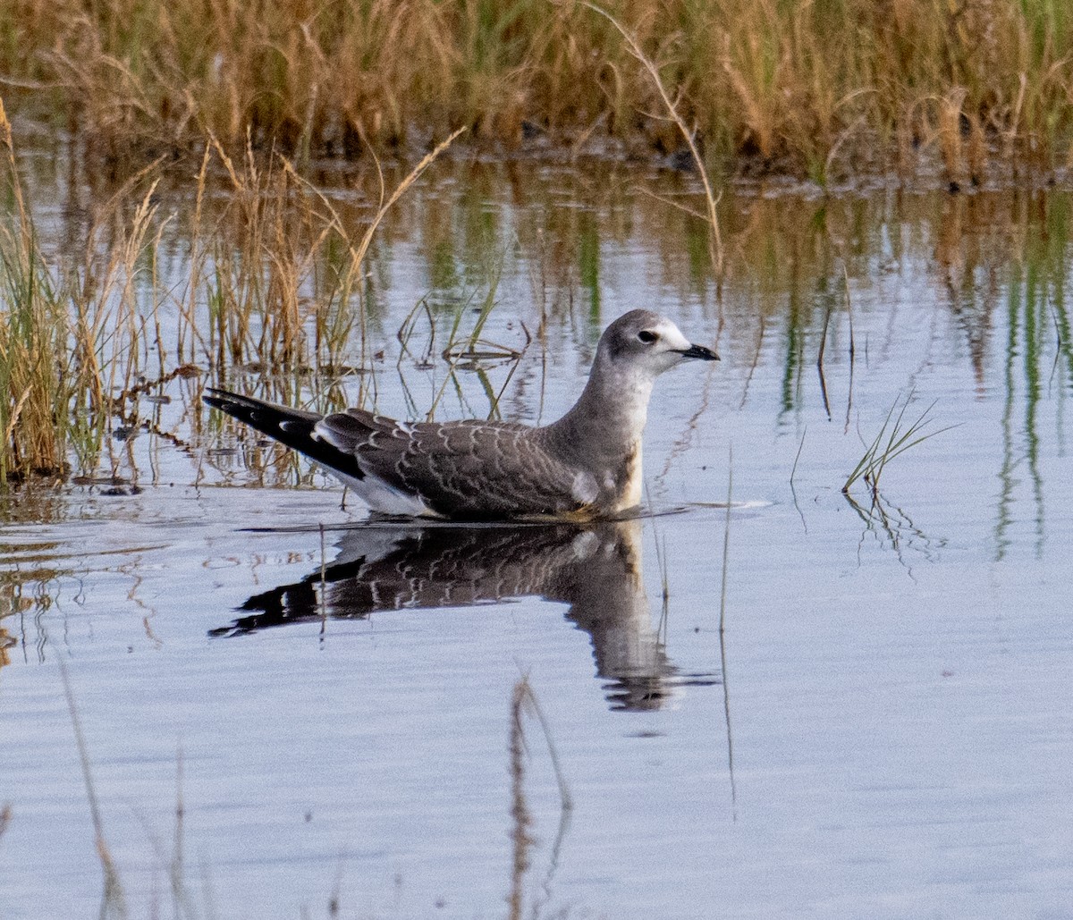 Sabine's Gull - ML643051002