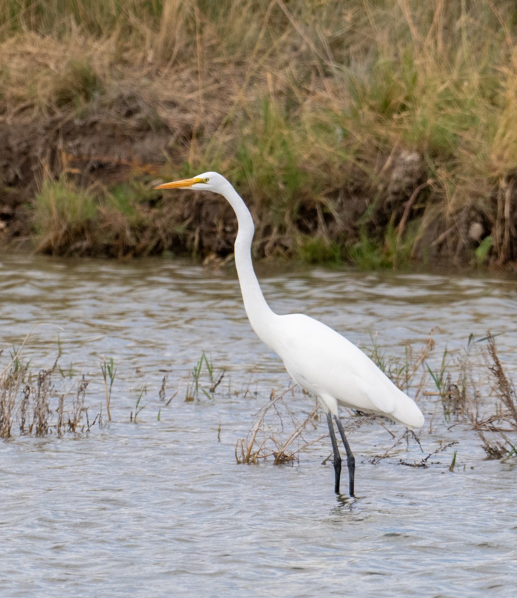Great Egret - ML643051013