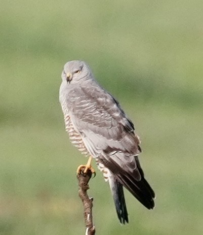 Cinereous Harrier - ML643051017