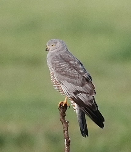 Cinereous Harrier - ML643051018