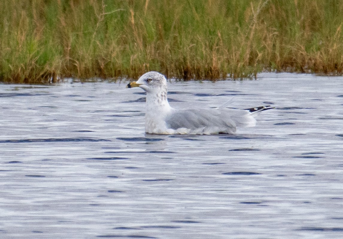 Ring-billed Gull - ML643051019