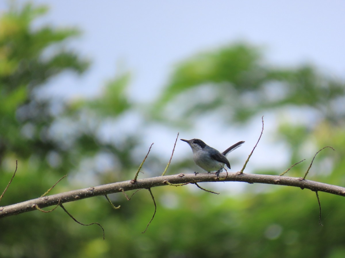 Tropical Gnatcatcher - ML643051028