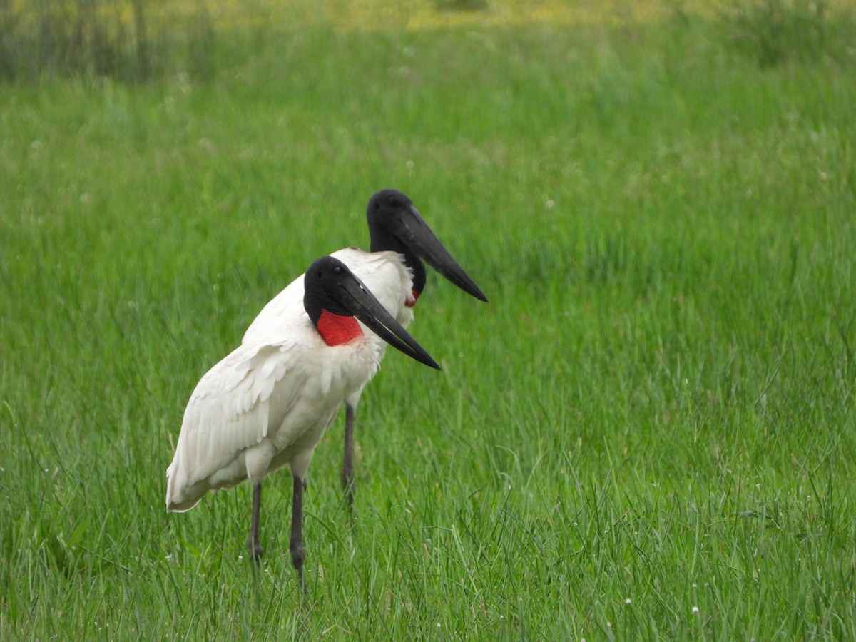 jabirustork - ML643051048