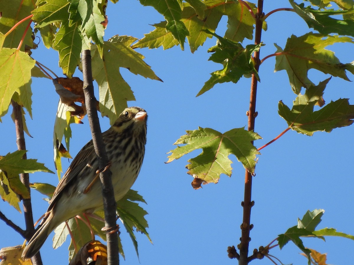 Savannah Sparrow - ML643051051