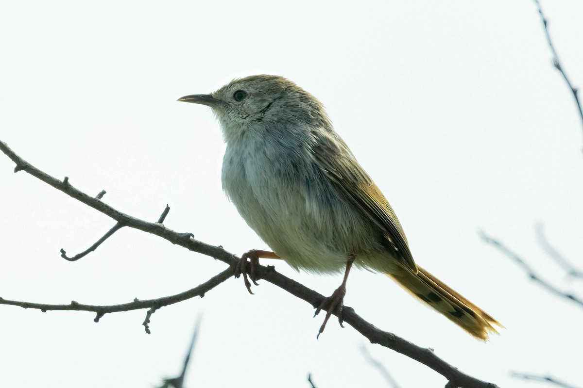 Gray-backed Cisticola - ML643051060