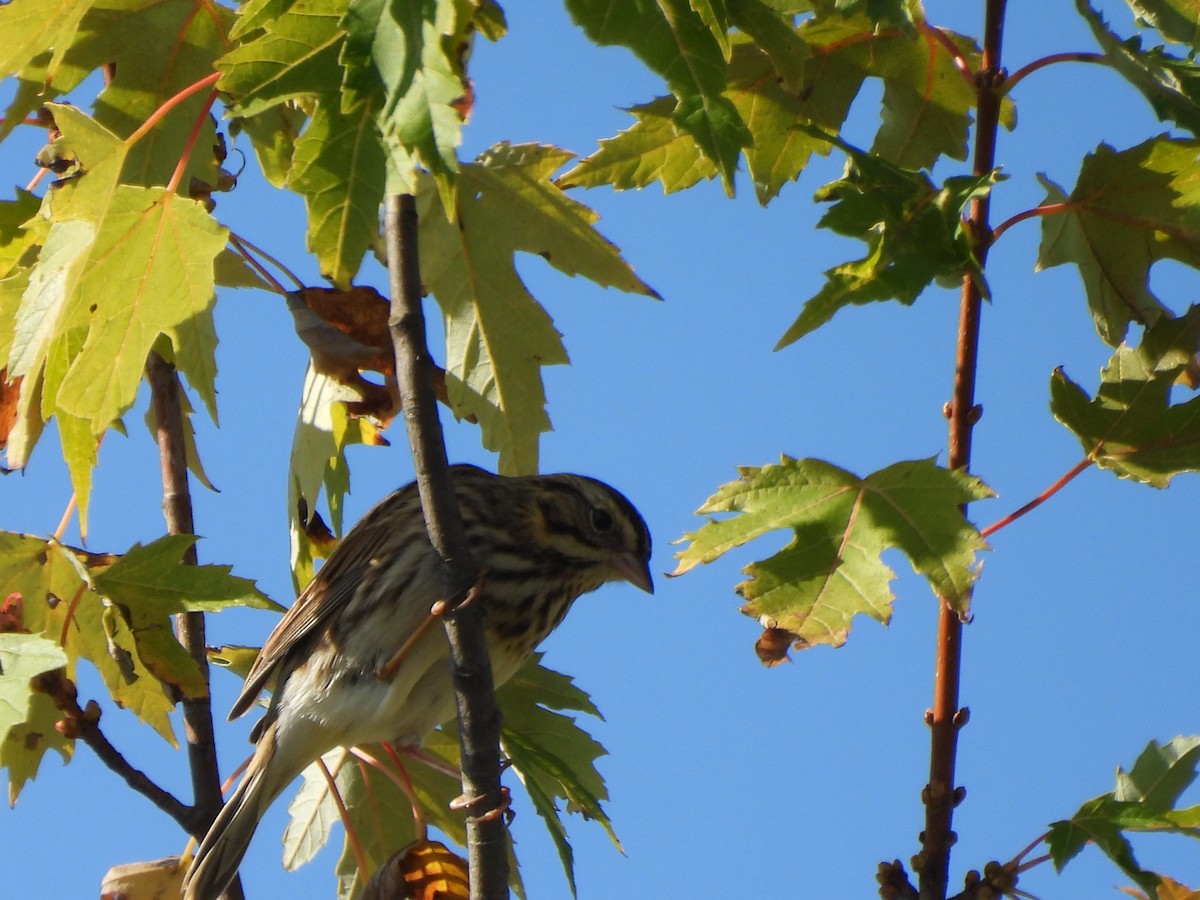Savannah Sparrow - ML643051062
