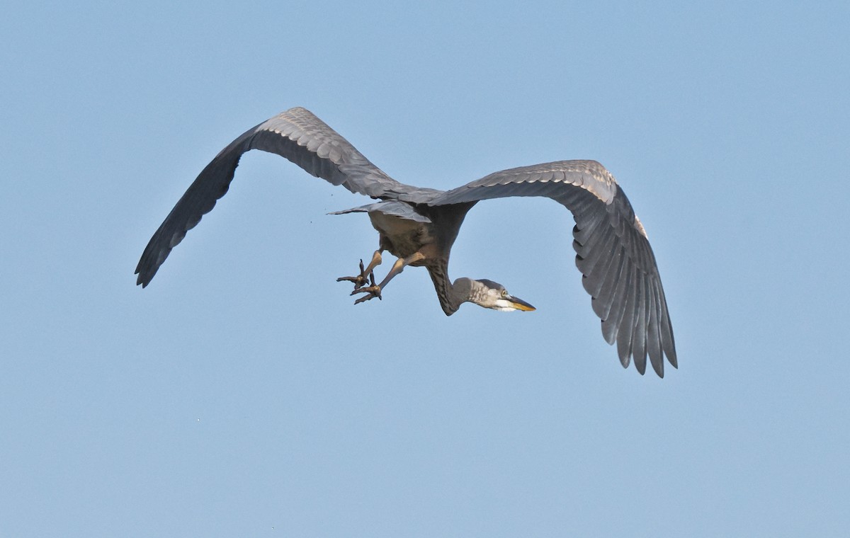 Great Blue Heron - ML643051067