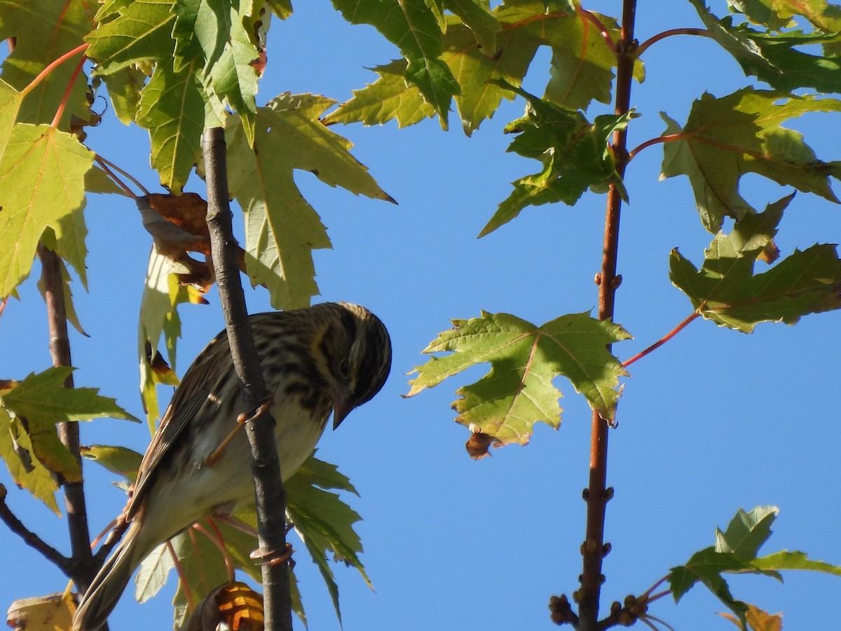 Savannah Sparrow - ML643051073