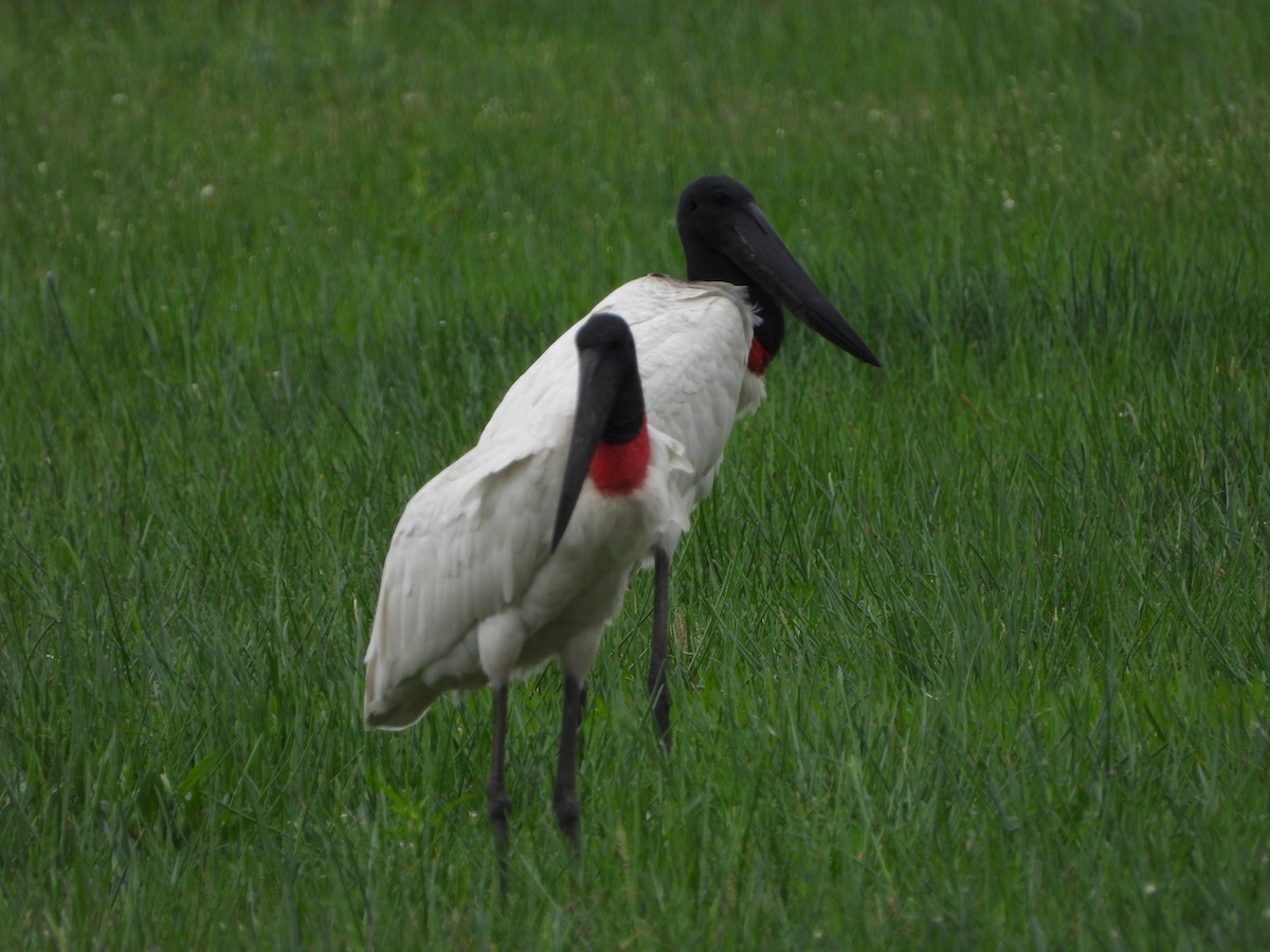 jabirustork - ML643051078