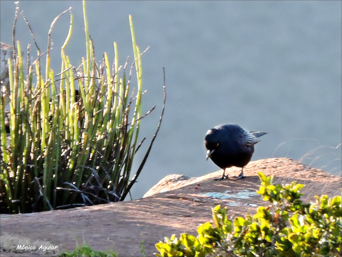 Pale-winged Starling - ML643051092