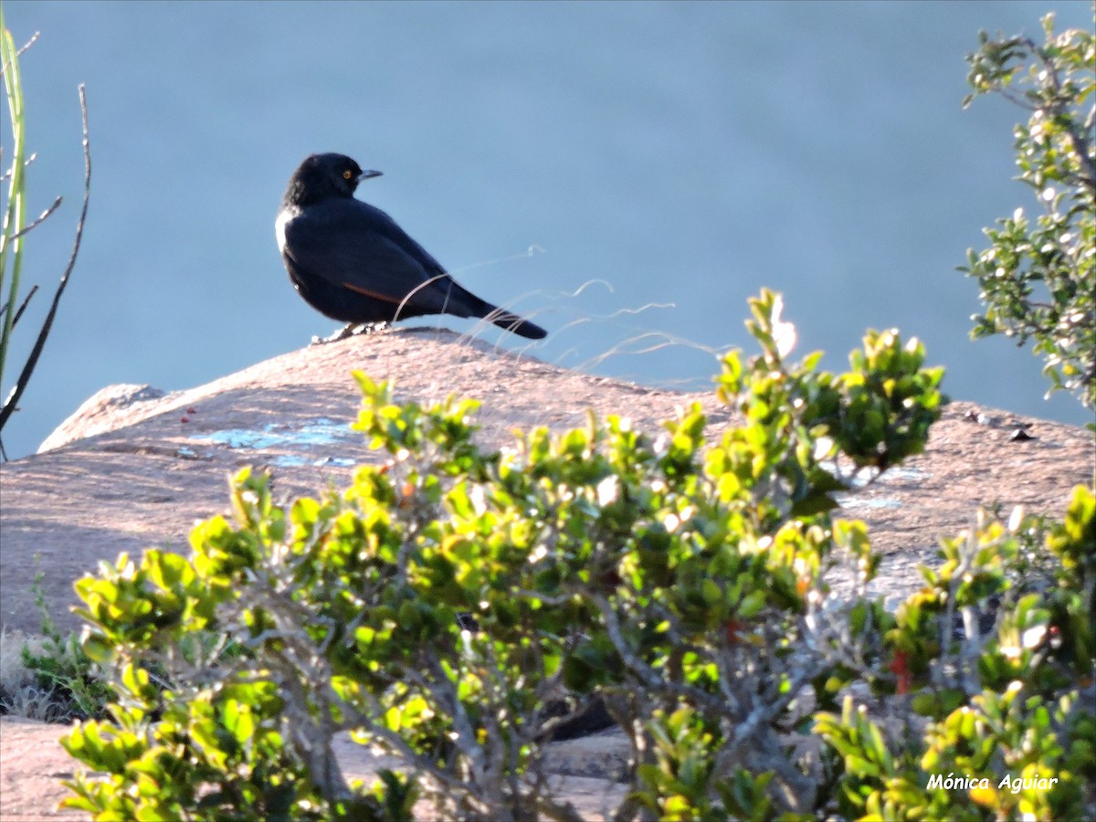 Pale-winged Starling - ML643051093