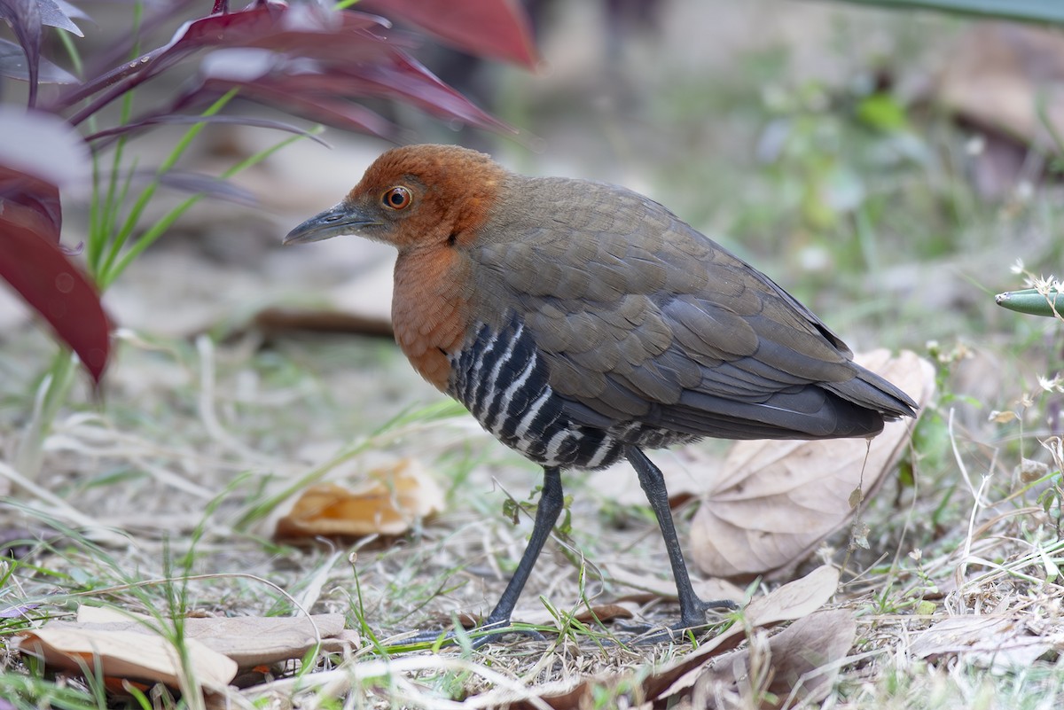 Slaty-legged Crake - ML643051102