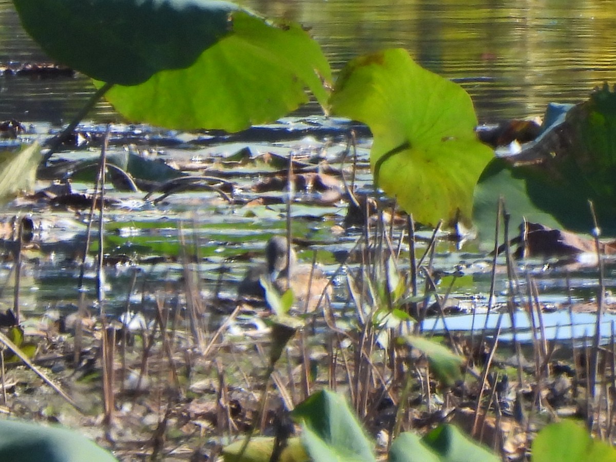American Wigeon - ML643051103