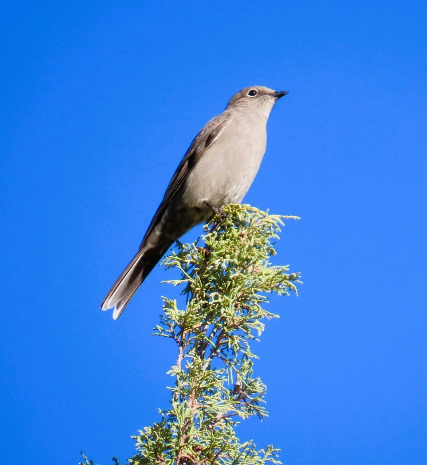 Townsend's Solitaire - ML643051110