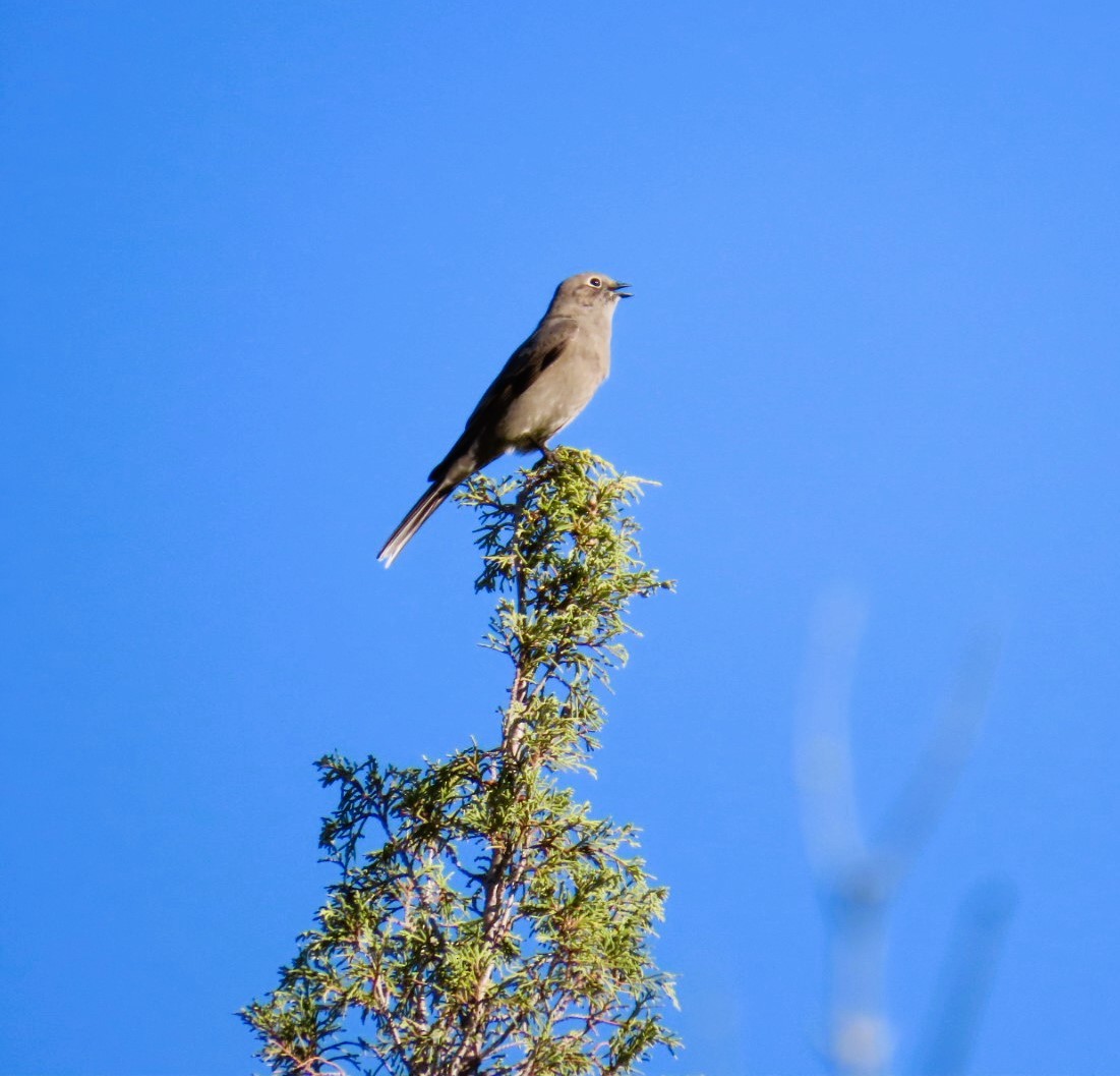 Townsend's Solitaire - ML643051112