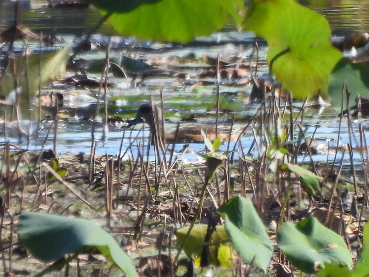 American Wigeon - ML643051115