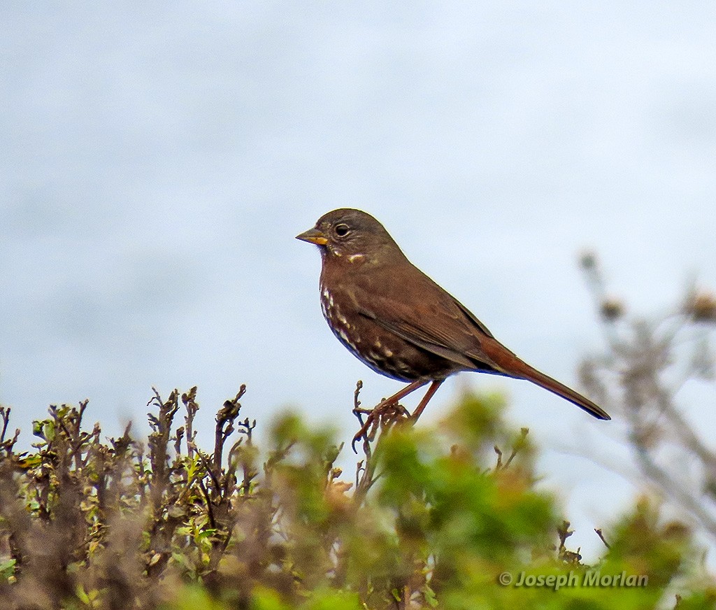 Fox Sparrow (Sooty) - ML643051126