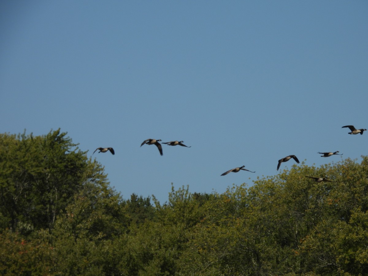 Канад галуу - ML643051129