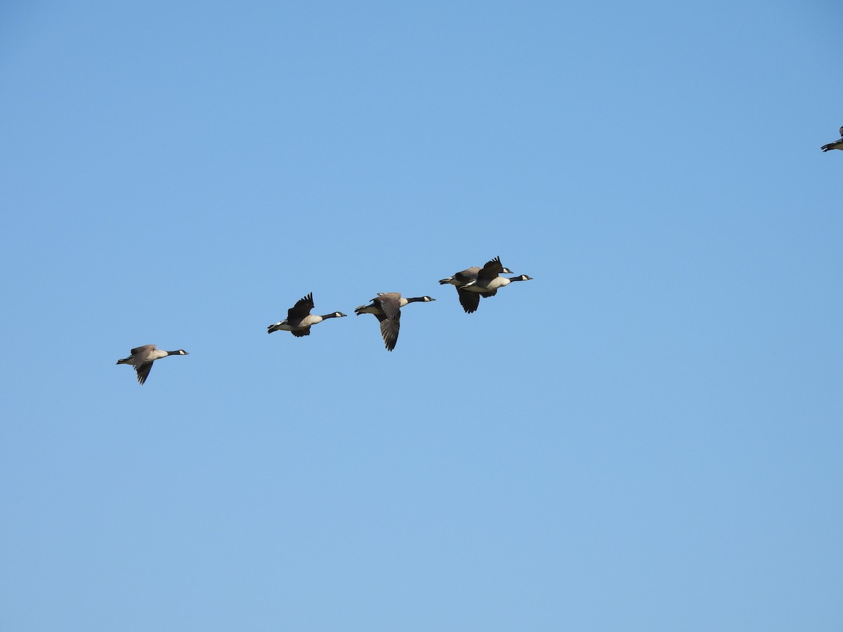 Канад галуу - ML643051138