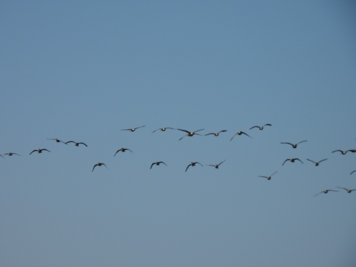 Канад галуу - ML643051143