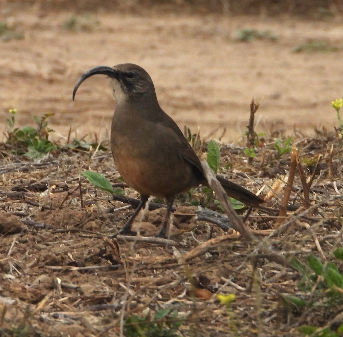 California Thrasher - ML643051159