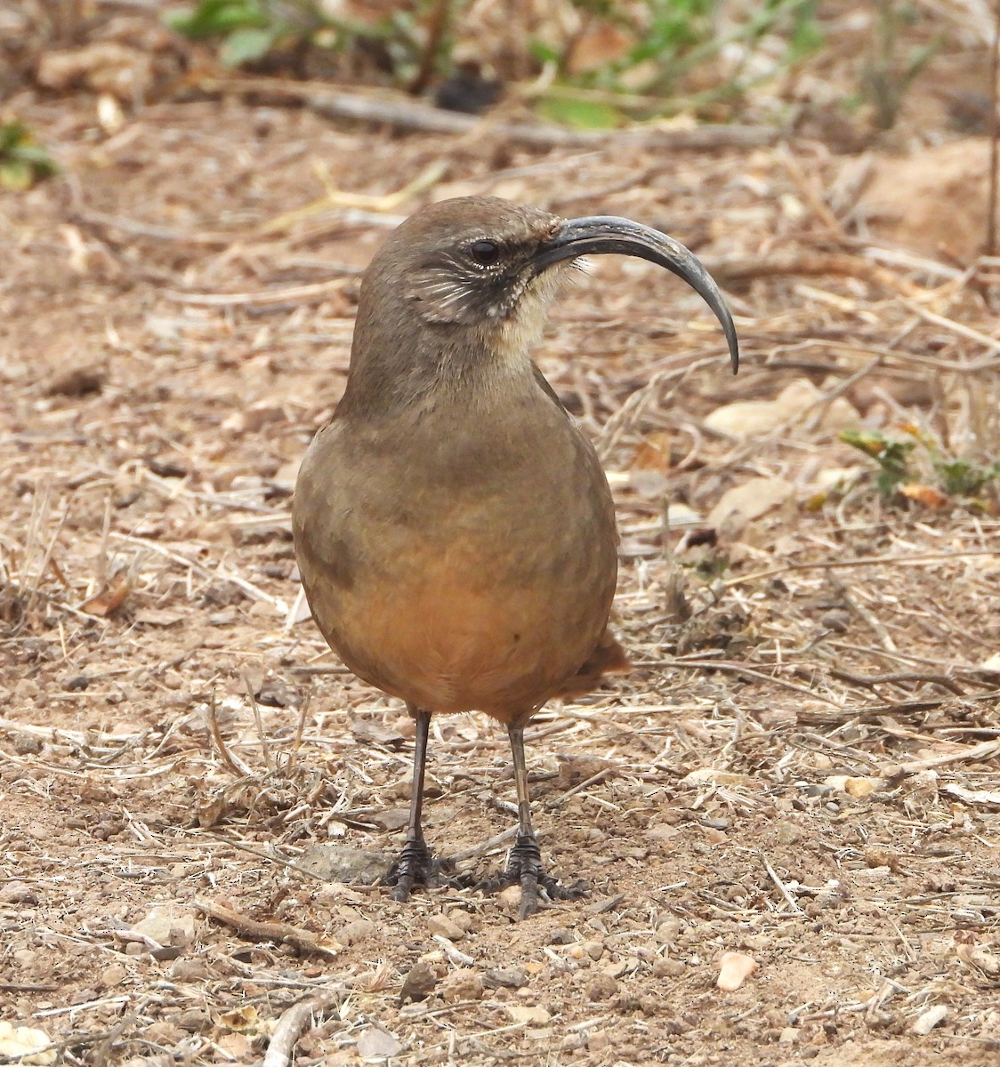 California Thrasher - ML643051161