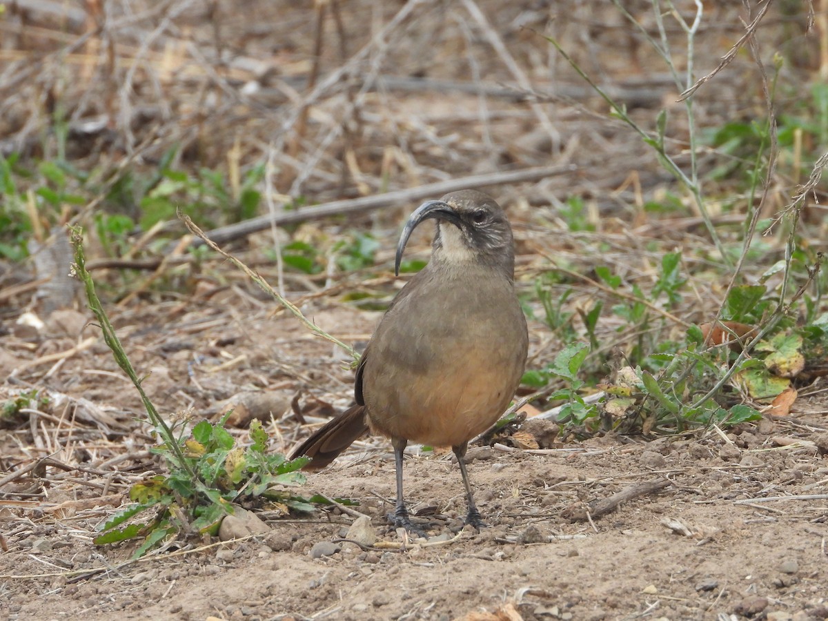 California Thrasher - ML643051163