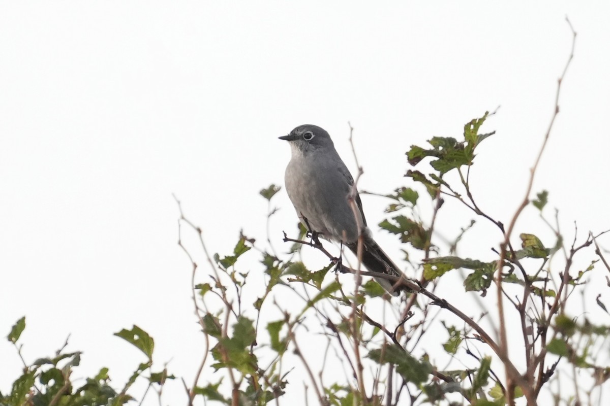Townsend's Solitaire - ML643051169