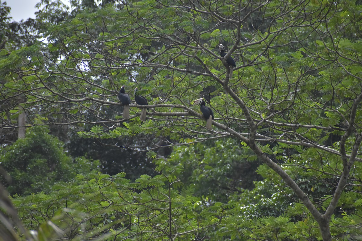 Cálao de Palawan - ML643051183