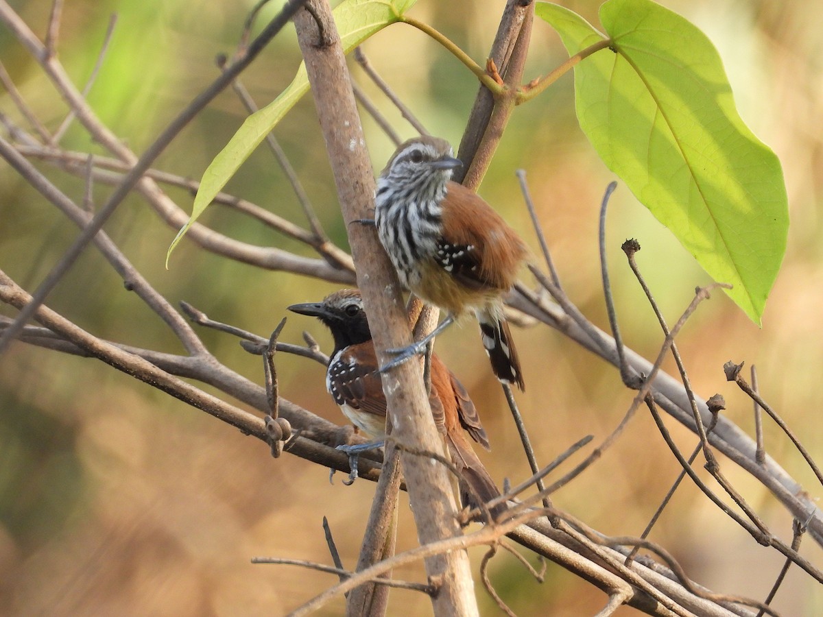 Rusty-backed Antwren - ML643051188