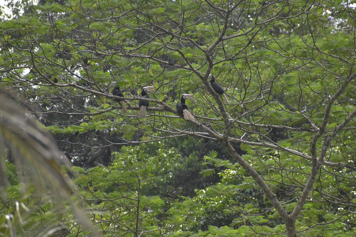 Cálao de Palawan - ML643051194
