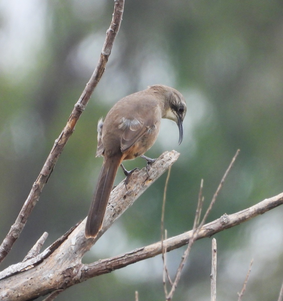 California Thrasher - ML643051195