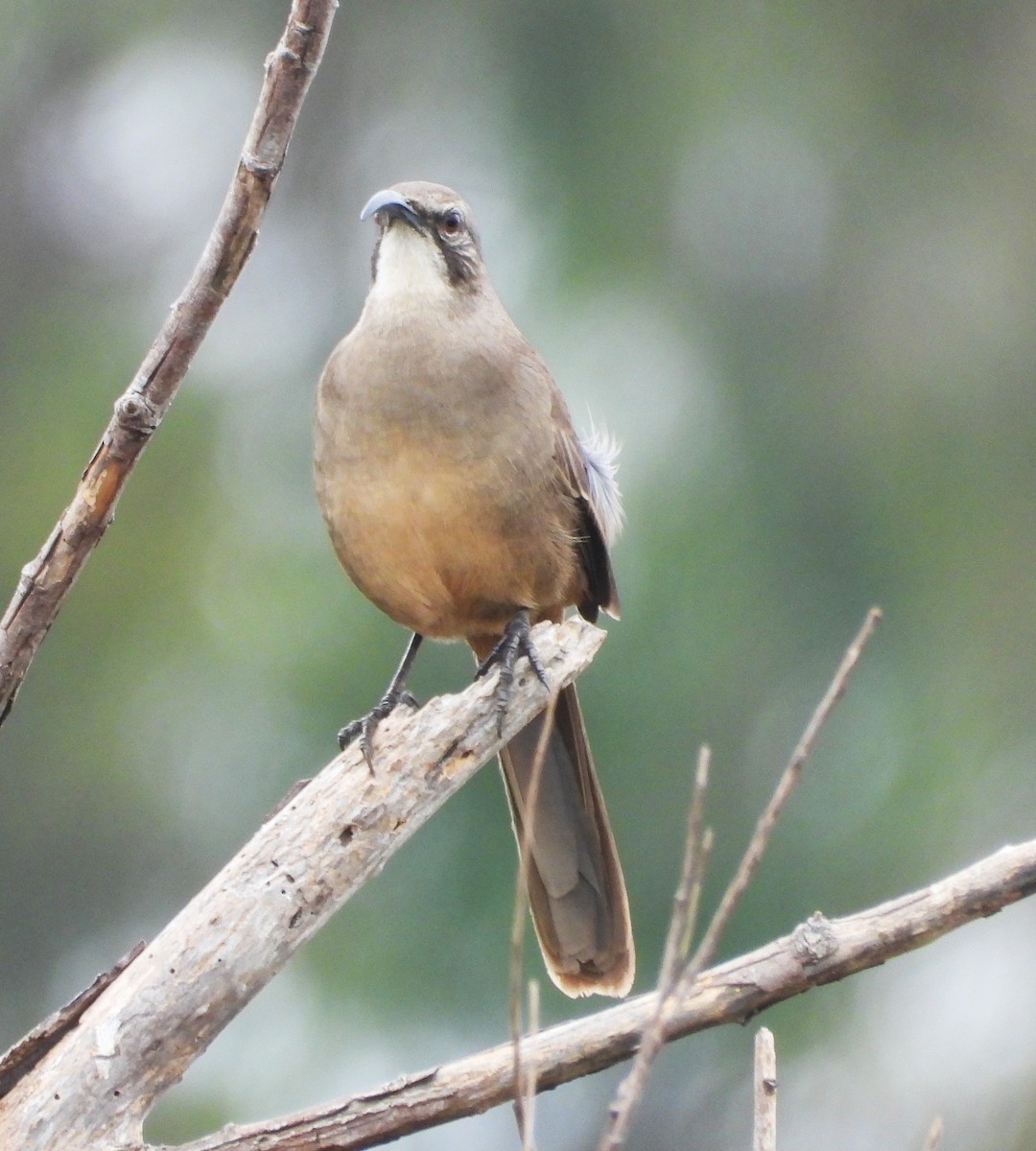 California Thrasher - ML643051196