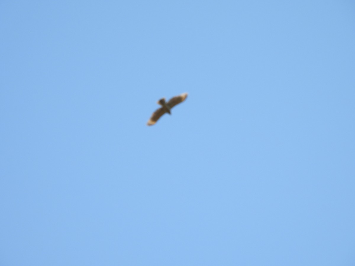 Red-tailed Hawk - ML643051200