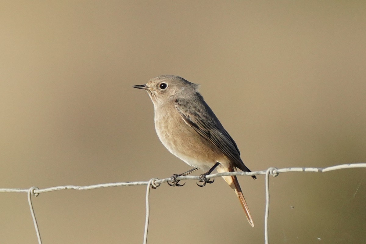 Common Redstart - ML643051206