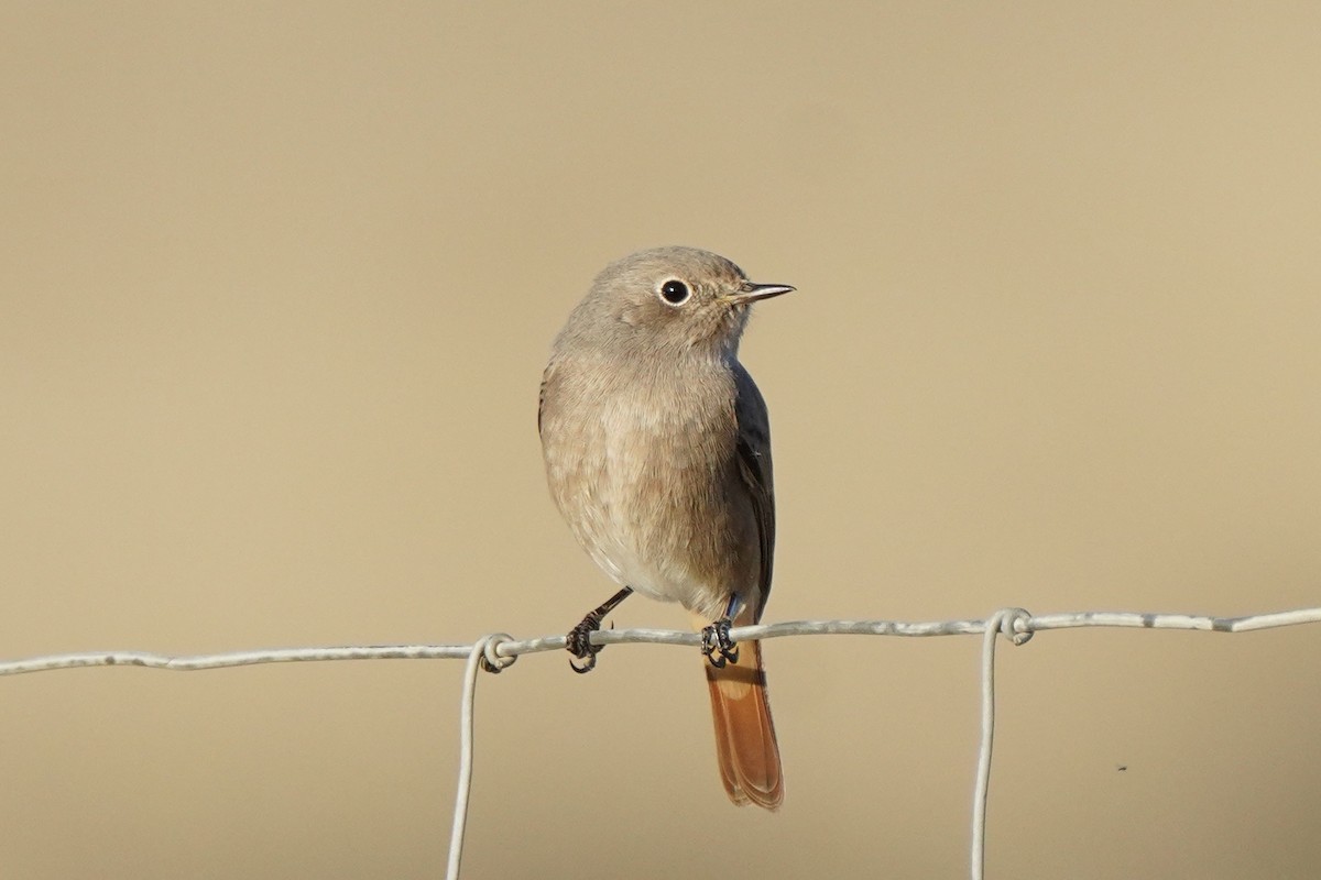 Common Redstart - ML643051207