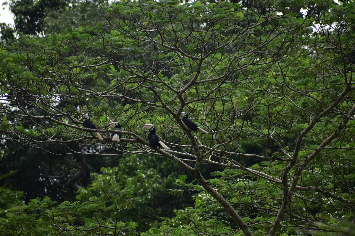 Cálao de Palawan - ML643051208