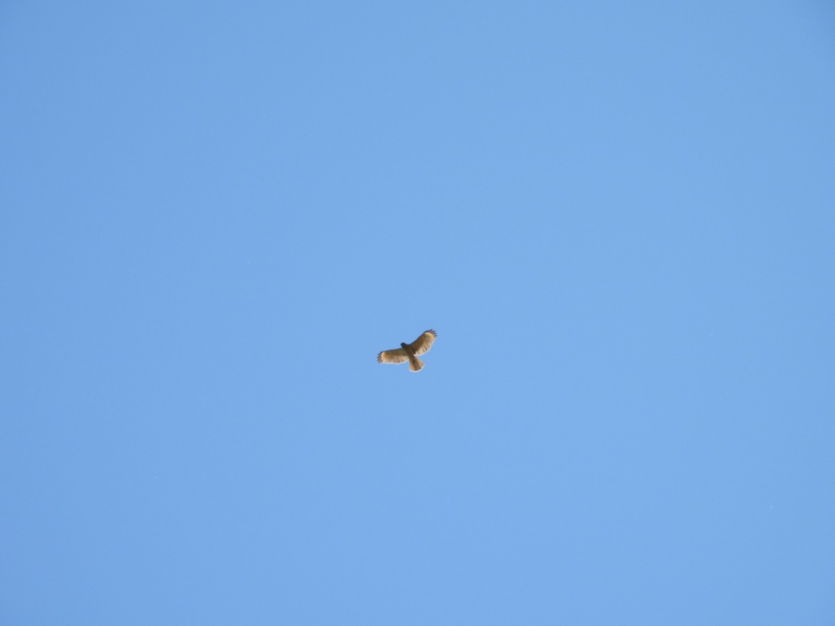 Red-shouldered Hawk - ML643051219