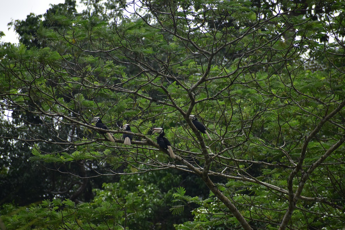 Cálao de Palawan - ML643051230