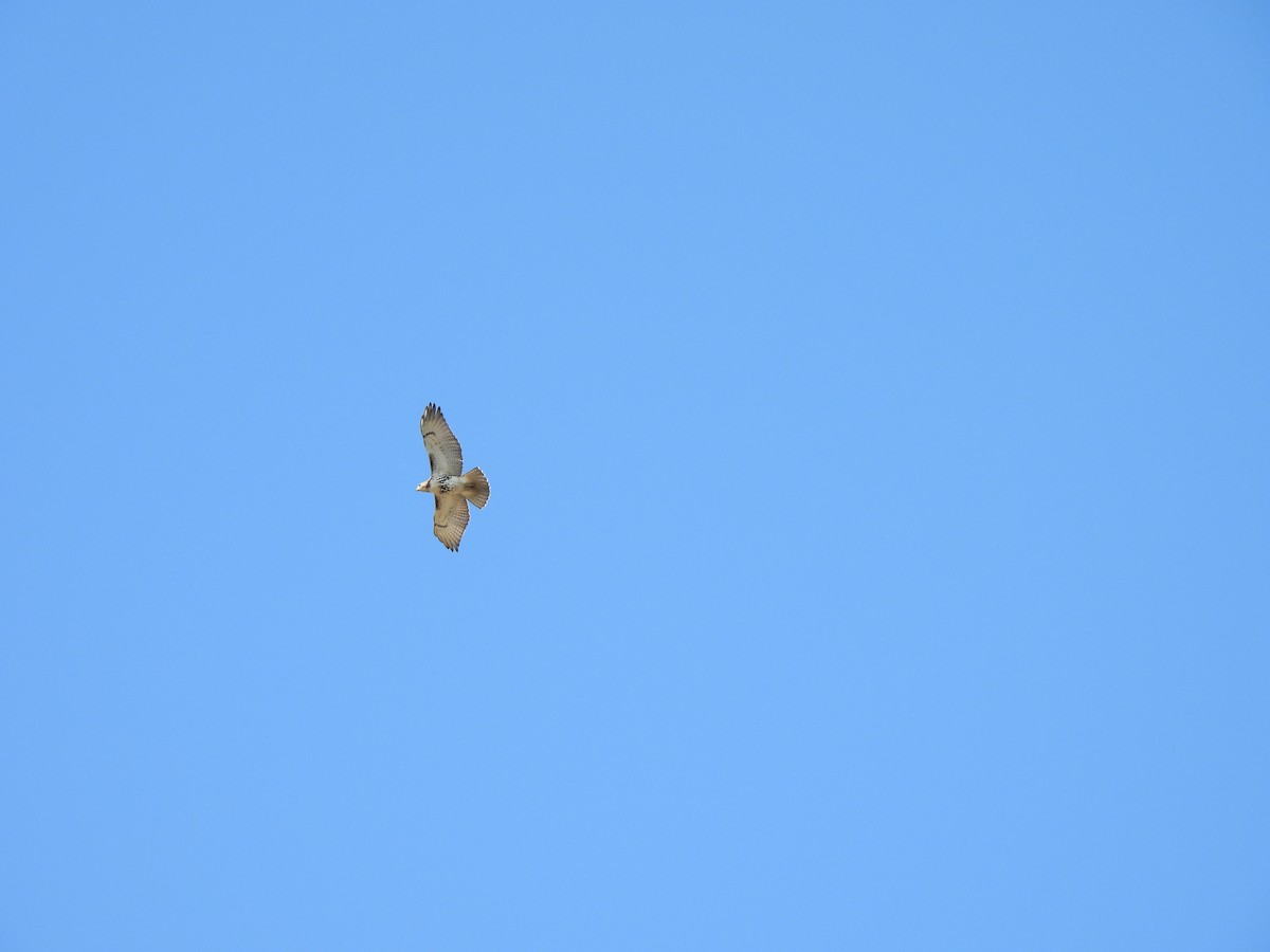 Red-tailed Hawk - ML643051232