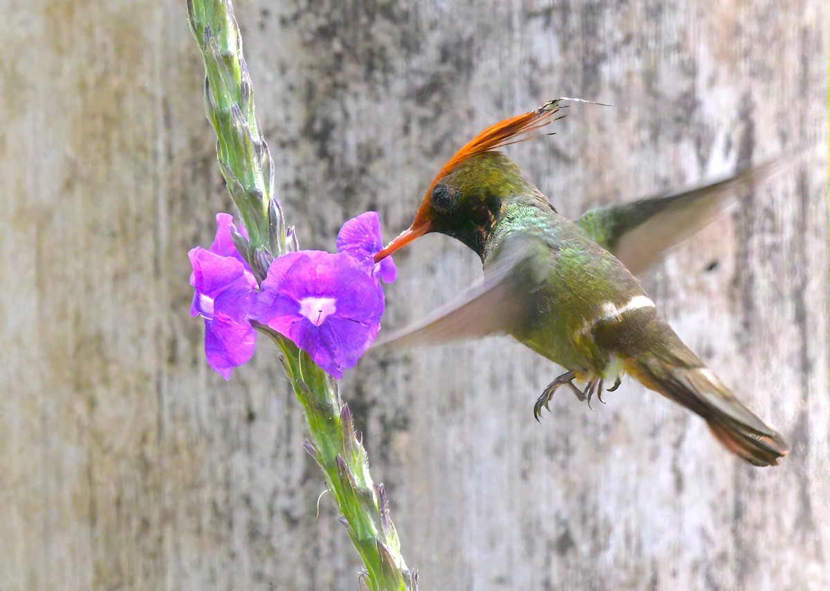 Rufous-crested Coquette - ML643051236